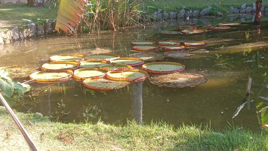 Vitória Régia, planta 100% brasileira
