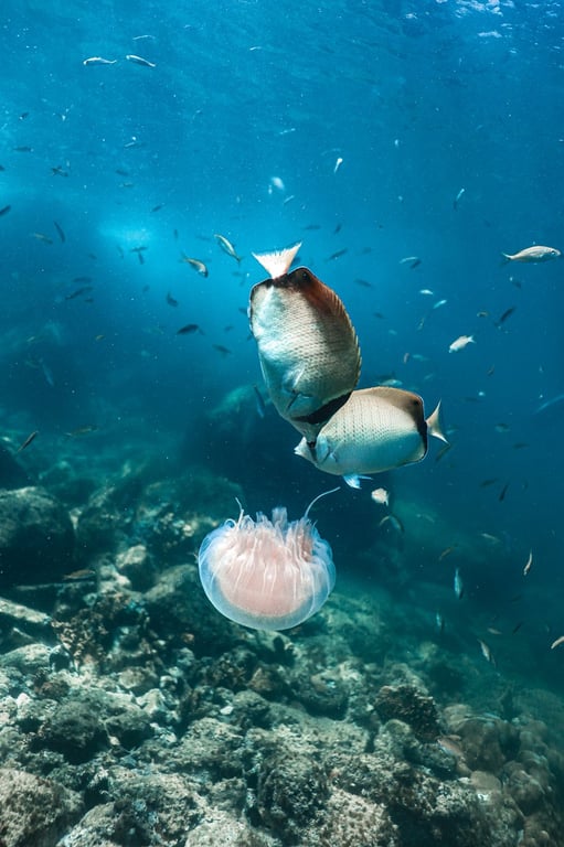 Snorkel com tartarugas em Arraial do Cabo com a DiverTrip