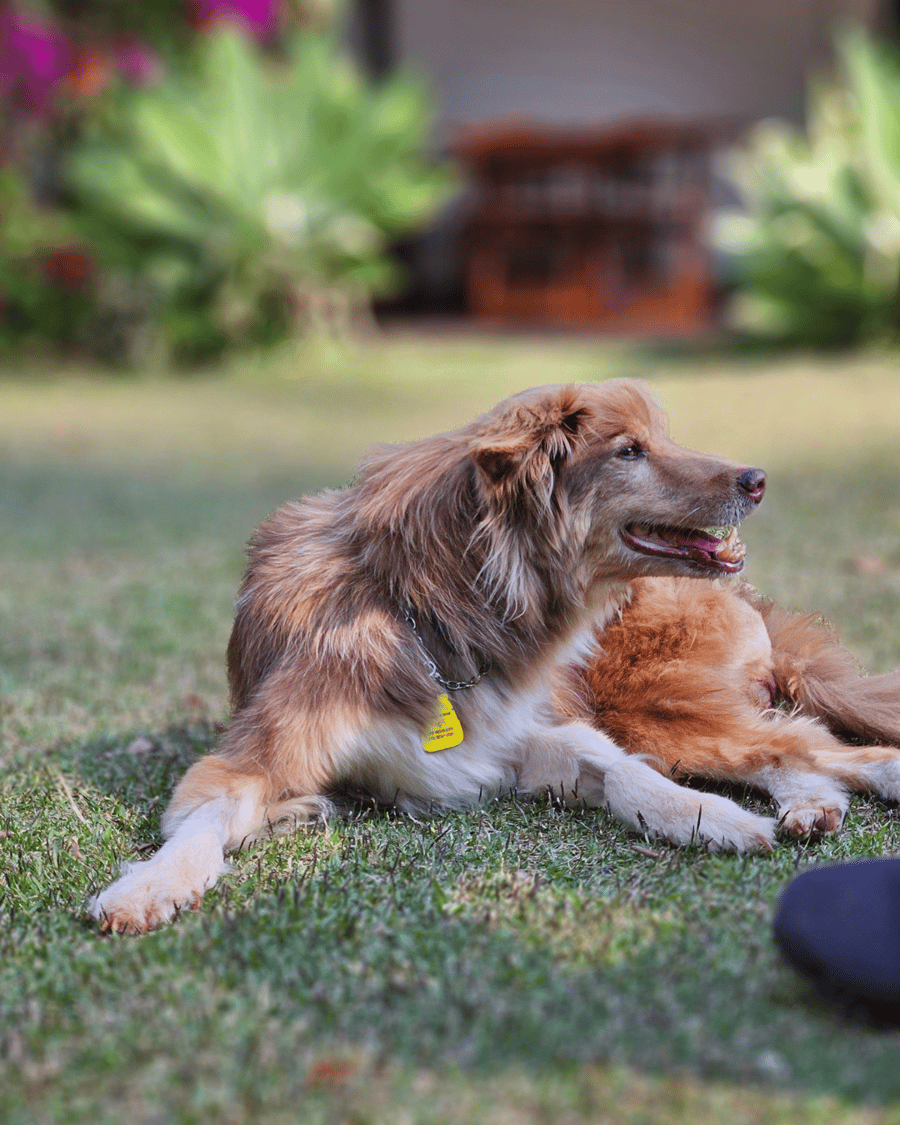 PedraGrande_petfriendly 18