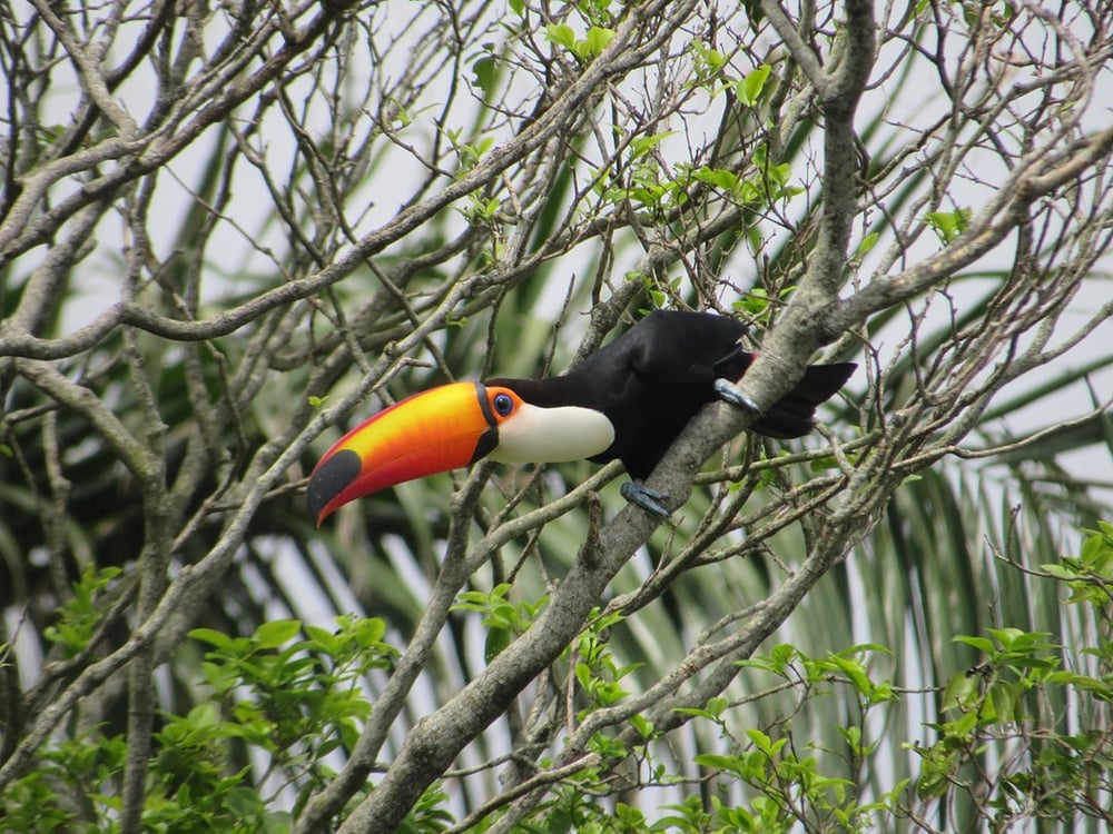 Tucanuçu