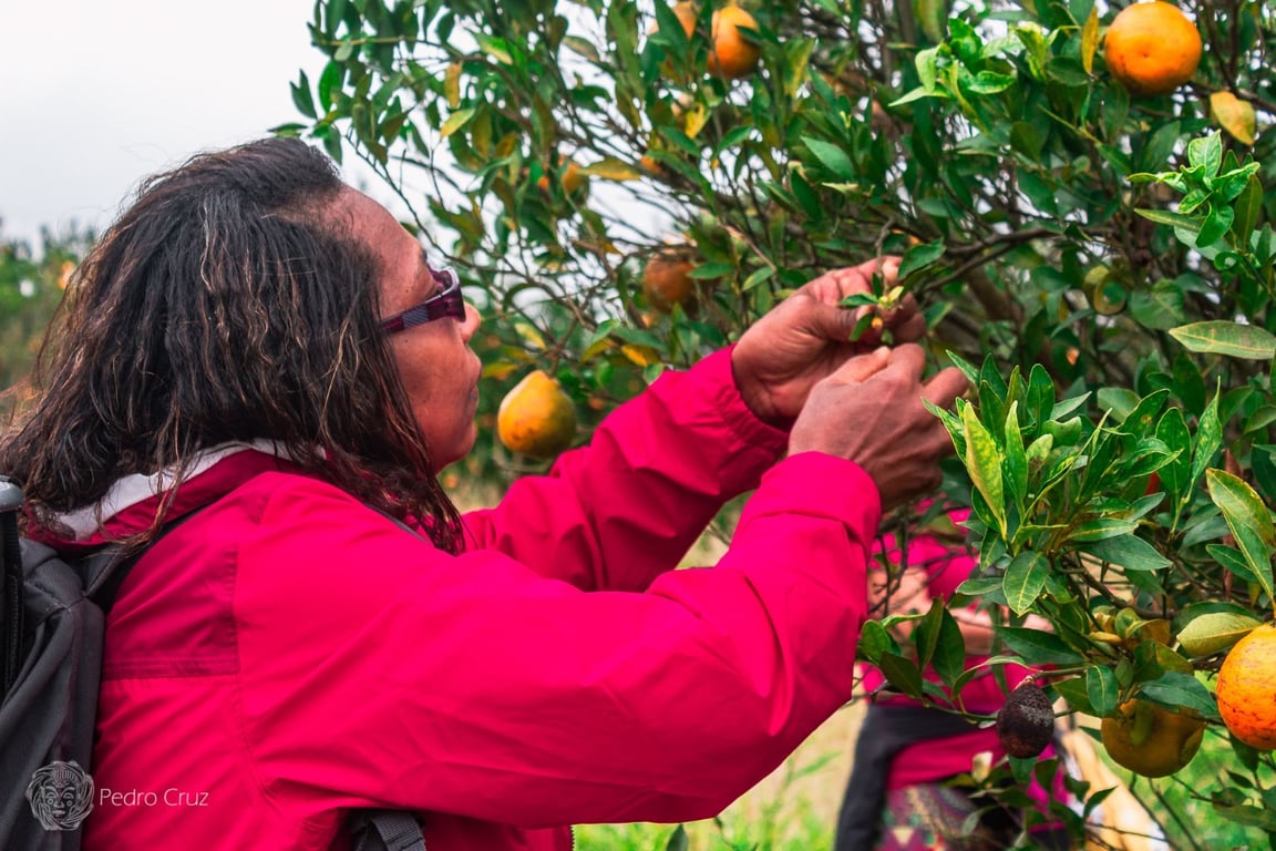 Descubra o Circuito das Frutas em São Paulo: Turismo Rural e Experiência Sensorial