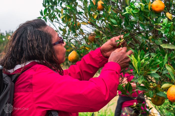 Descubra o Circuito das Frutas em São Paulo: Turismo Rural e Experiência Sensorial