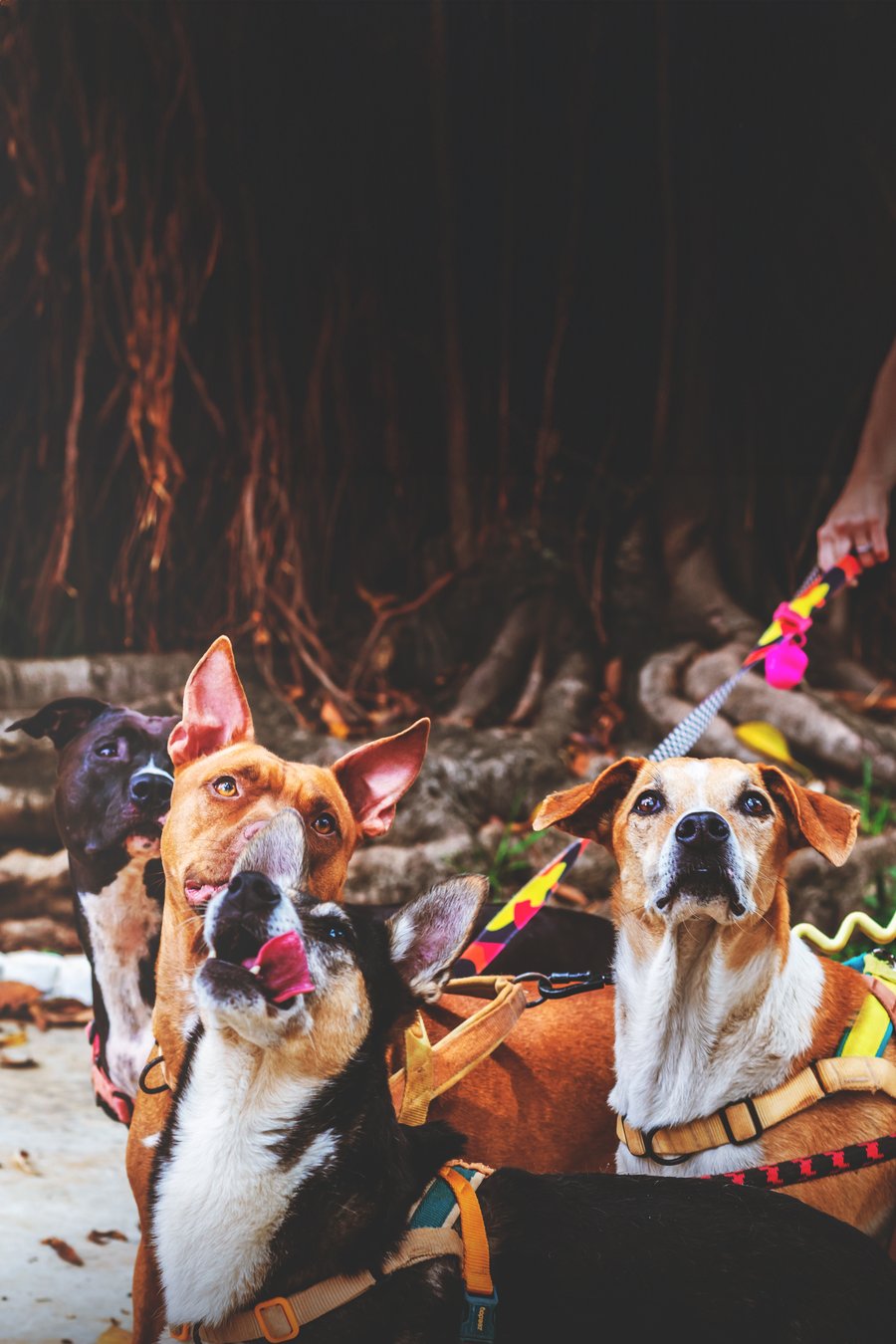ensaio fotográfico com pet