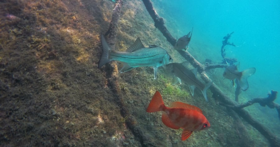 H1>Passeio de lancha e mergulho snorkel guiado com Atlântida</h1>