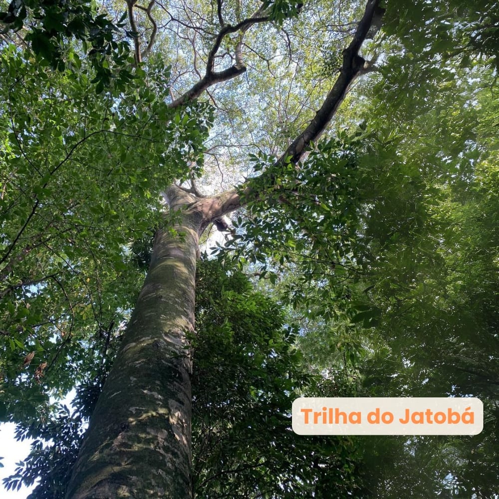 Natureza Guiada - Trilha do Jatobá