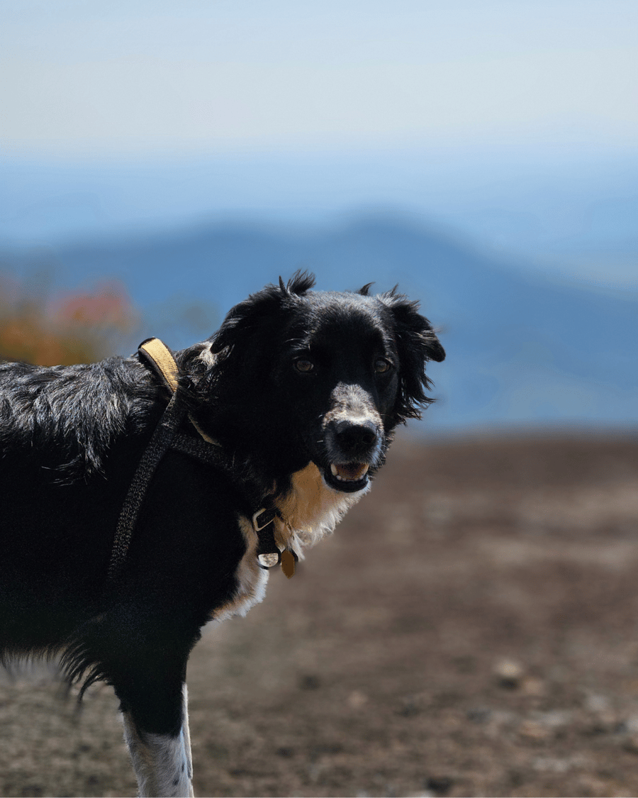 PedraGrande_petfriendly 11