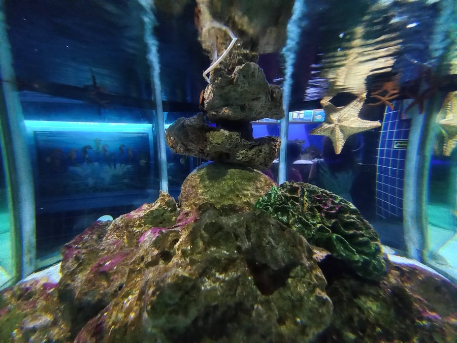 Roteiro Eco-Marinho em Ubatuba: Descubra o Mundo Marinho