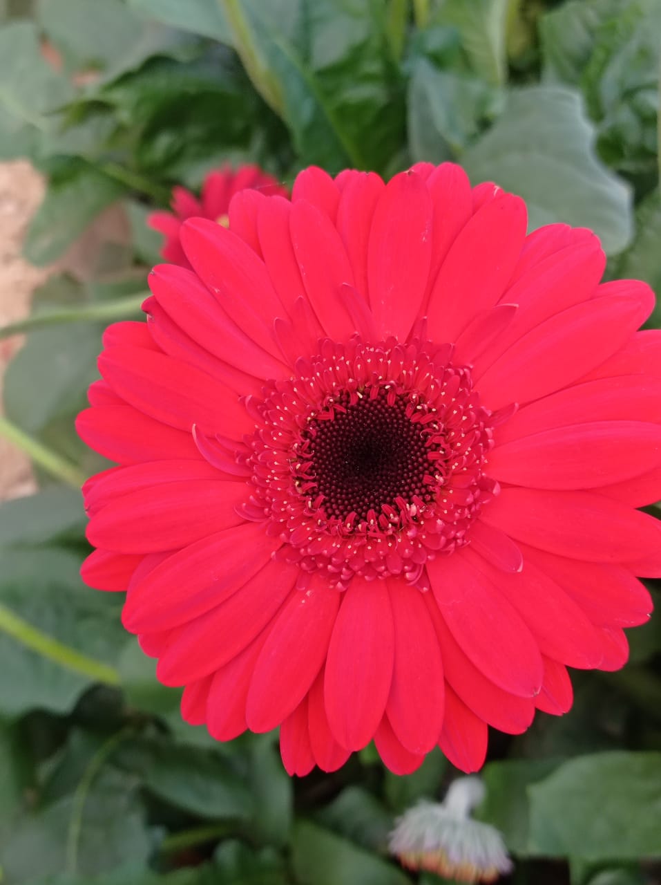 18/02 Holambra, Cidade das Flores 