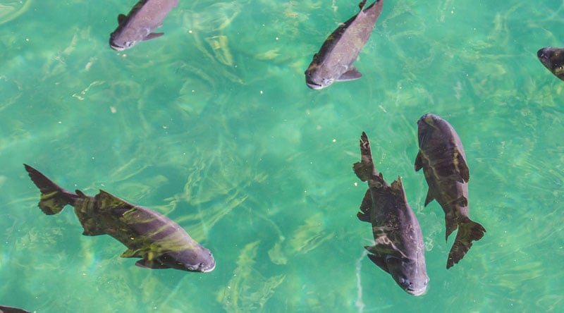 Bate Volta para Lagoa dos Tambaquis / SE