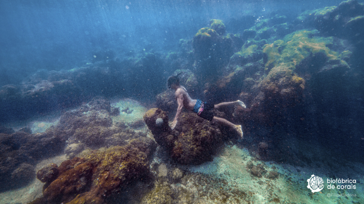 Bioturista mergulhando nos recifes de corais em Porto de Galinhas