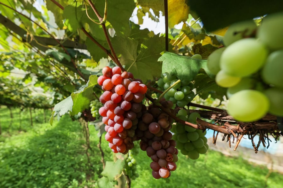 Colha e Pague de uvas