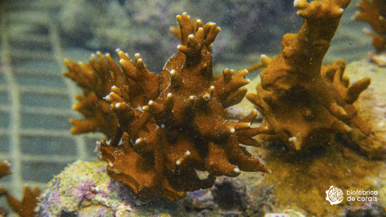 Fragmento do coral Millepora alcicornis sendo cultivado em Porto de Galinhas