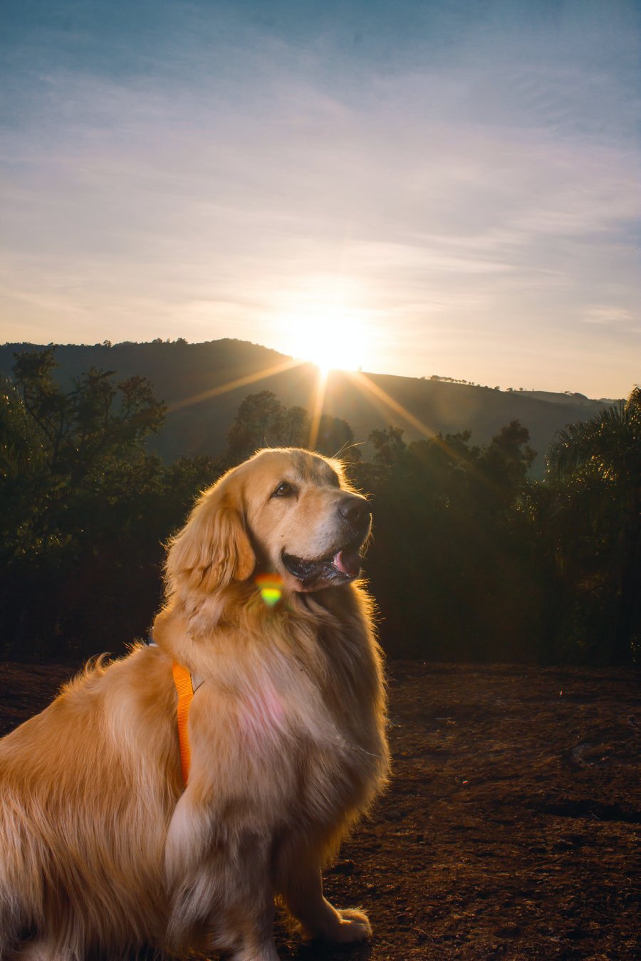 ensaio fotográfico com pet