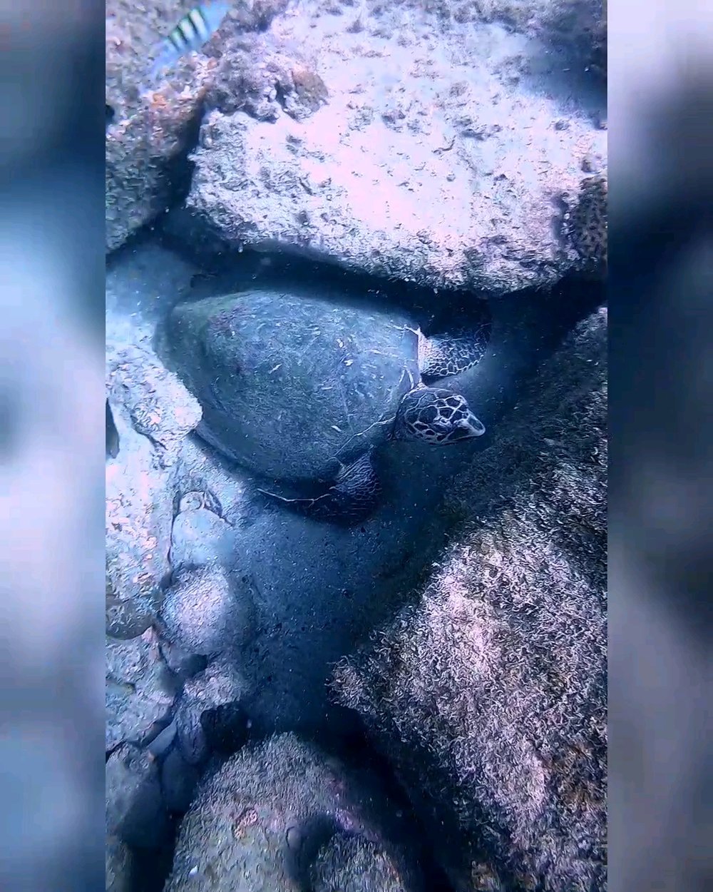 Batismo de mergulho - Ilha Anchieta