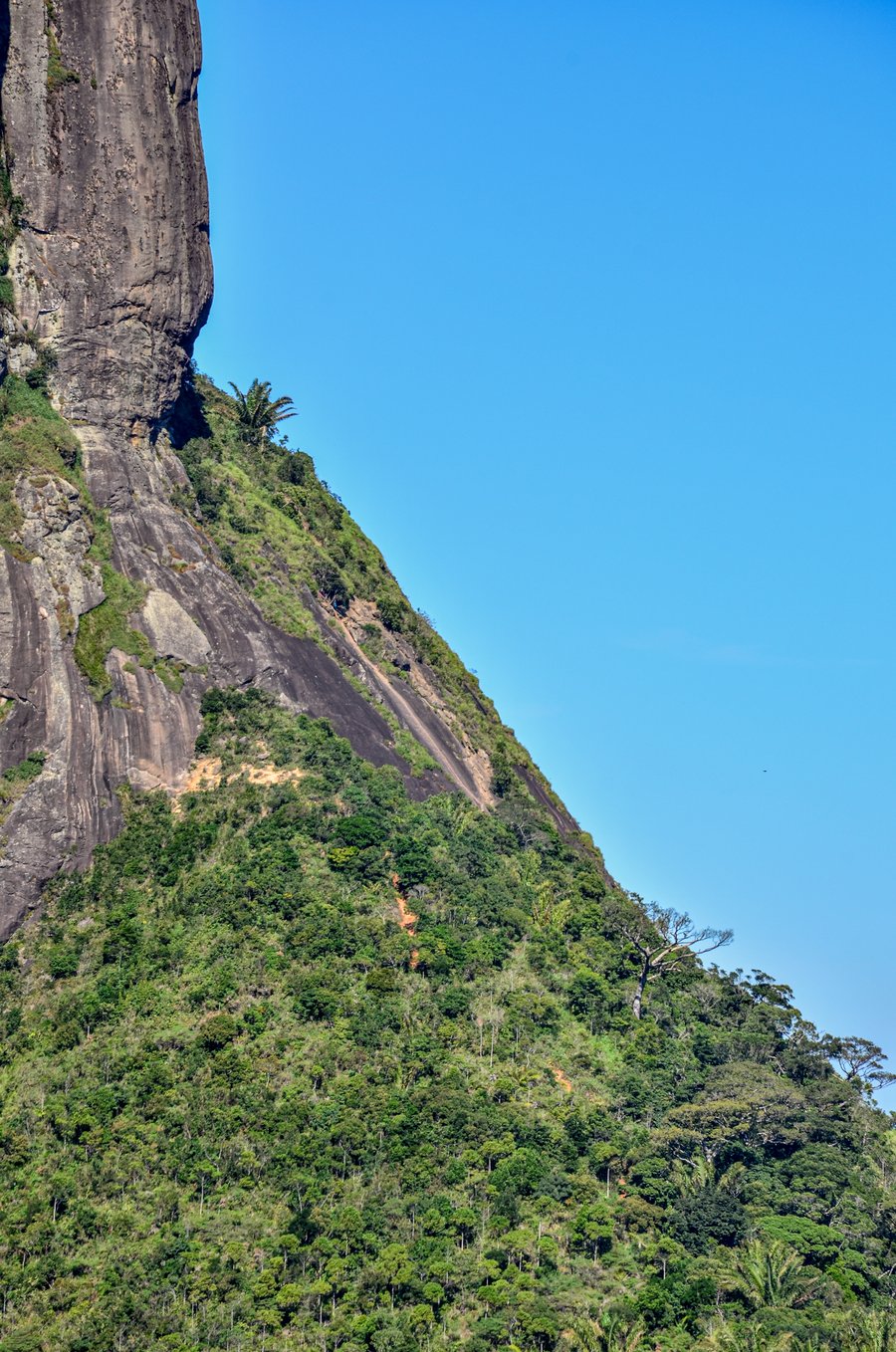 IMAGEM DA CARRASQUEIRA 