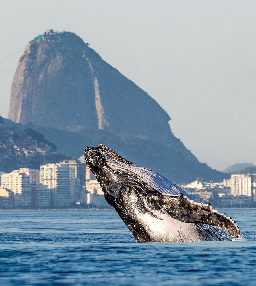 Nossa Lendária foto da Baleia no Ângulo do Pão de Açucar com o fotógrafo Humberto Baddini que 