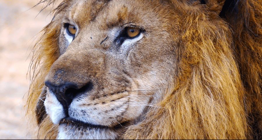 Safari em Rancagua