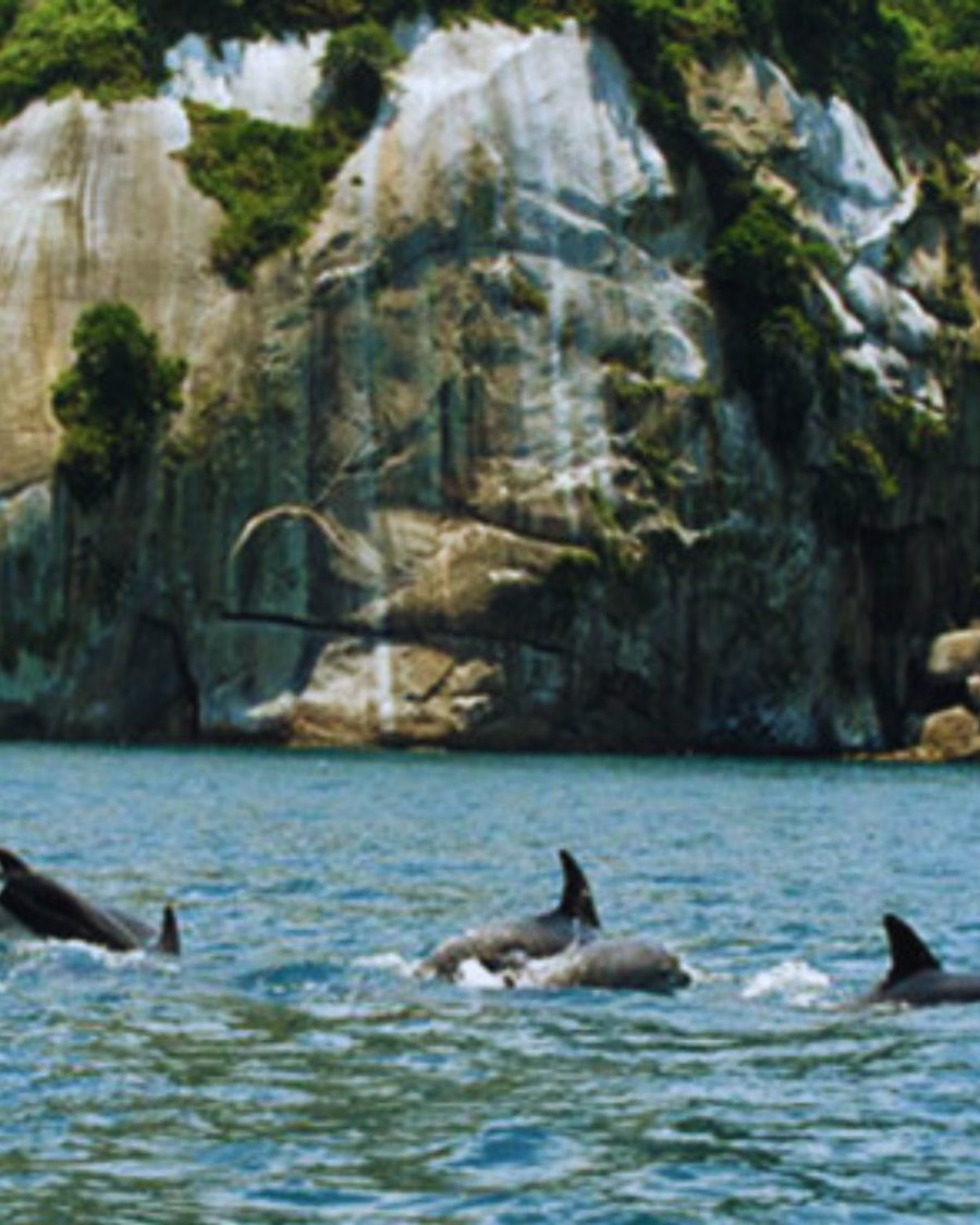 Descubra um dos segredos mais bem guardados de Ilha Grande: a encantadora ilha do Jorge Grego. Um refúgio natural onde o tempo abranda e a natureza revela toda a sua autenticidade.