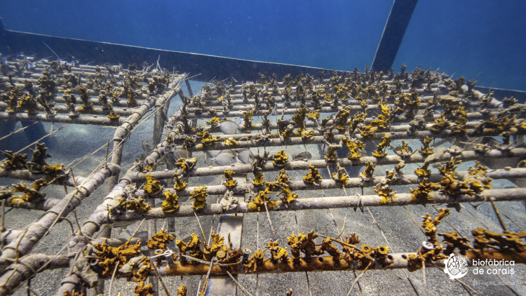 Mesa de corais Millepora alcicornis sendo cultivado em Porto de Galinhas