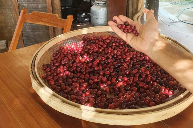 DO CAFEZAL AO CAFEZINHO 