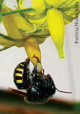 Abelhas