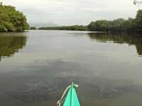 Canoagem Ecológica no Manguezal Praia Grande e São Vicente SP