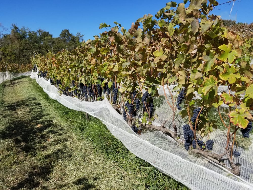 VINÍCOLA TERRASSOS - PIQUENIQUE NAS MONTANHAS