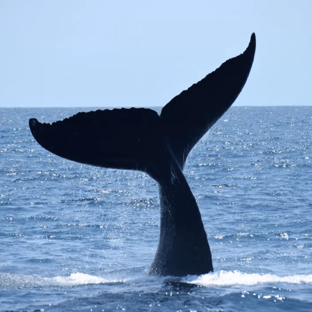 Baleia Jubarte em Porto Seguro 