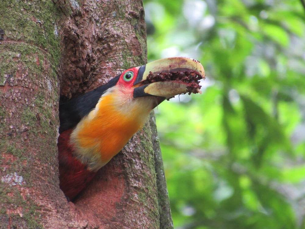 Tucano-de-bico-verde3