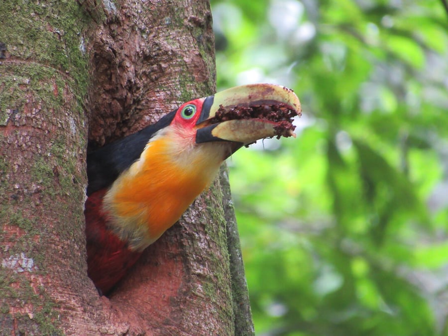 Tucano-de-bico-verde3