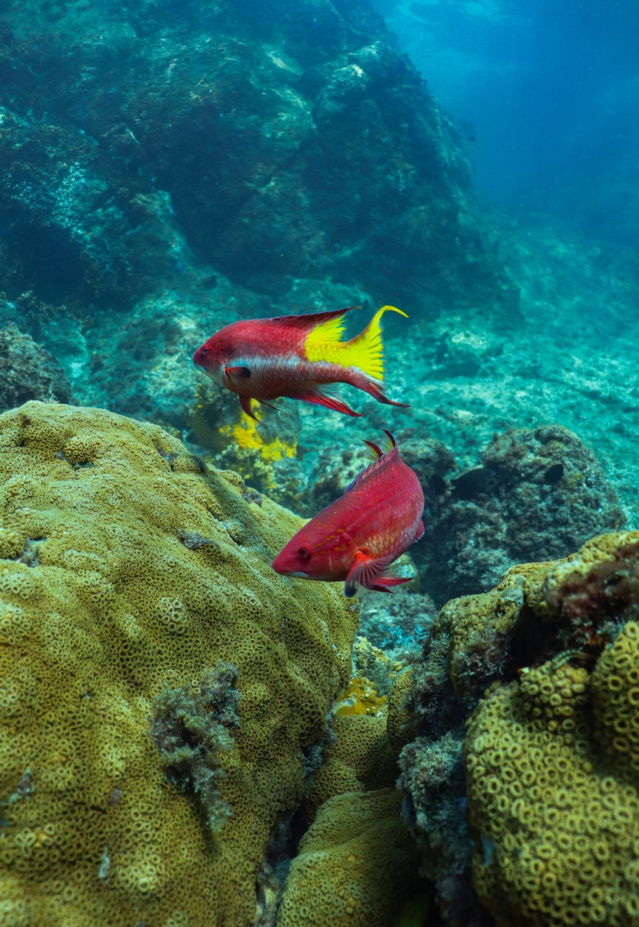 Bodiões Lindos peixes recifiais nas aguas de arraial do cabo