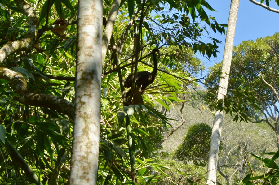 Macaco