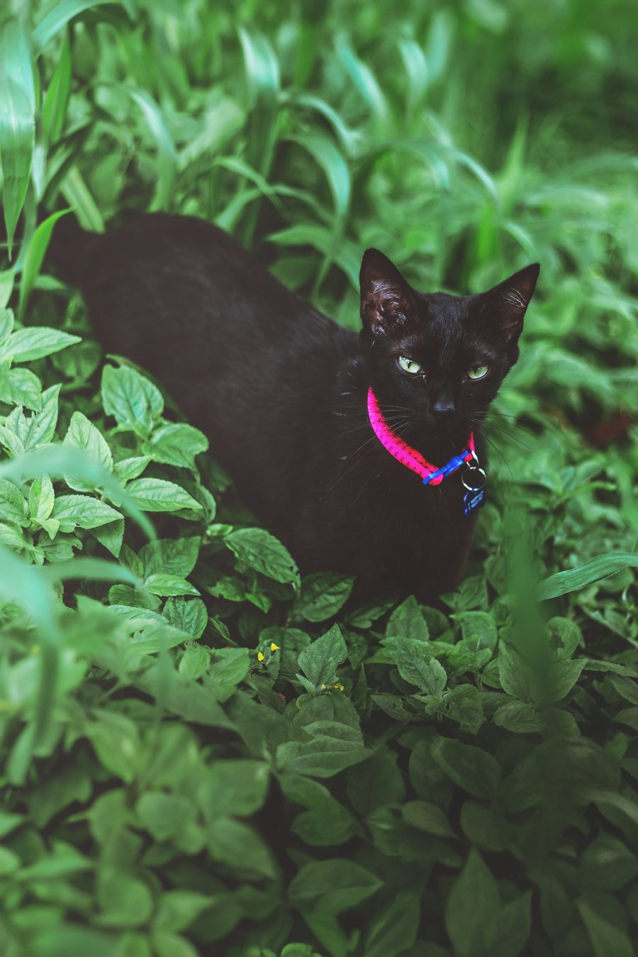 ensaio fotográfico com pet