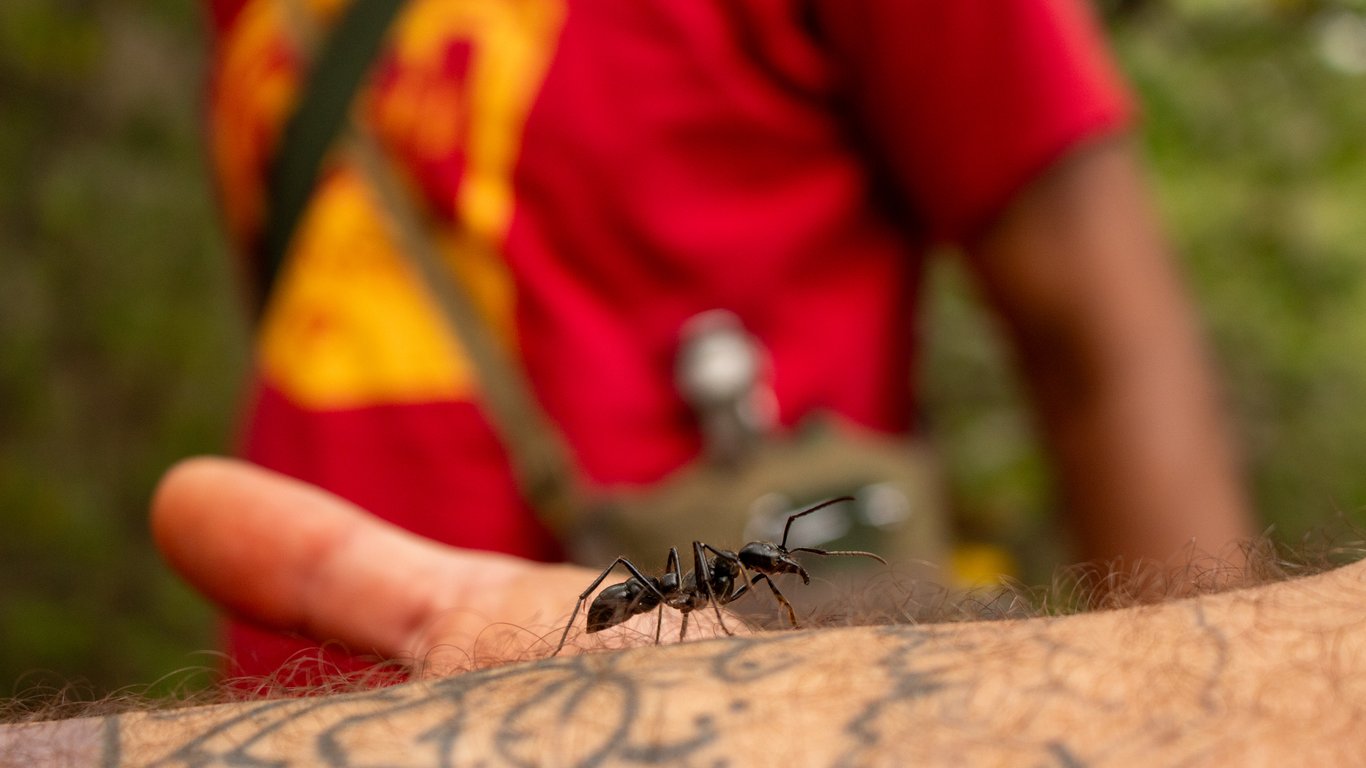 Princípios de Mínimo Impacto: Como Fazer Trekking Sem Prejudicar a Fauna e Flora Local