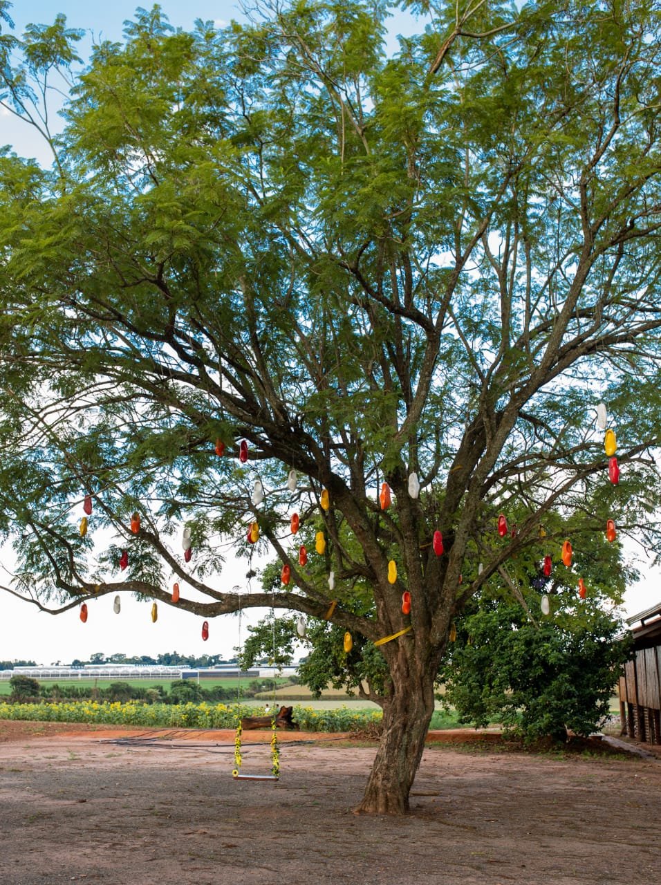 LOCAÇÃO DE CENÁRIO FOTOGRÁFICO EM UMA FAZENDA DE FLORES