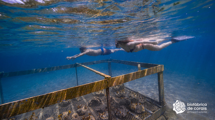 Bioturistas mergulhando na área do berçário de corais em Porto de Galinhas