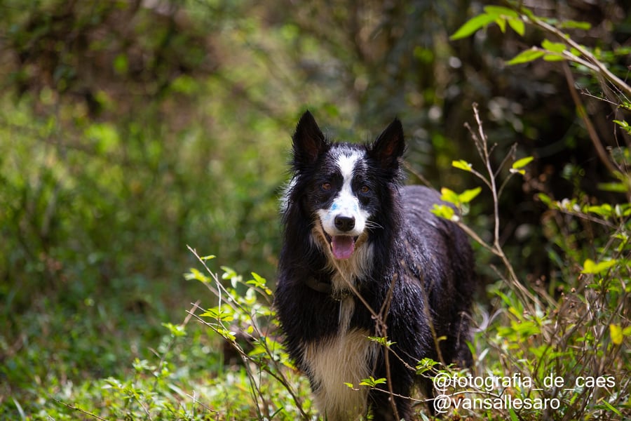 Fazenda Nossa Senhora Conceição pet friendly Jundiaí