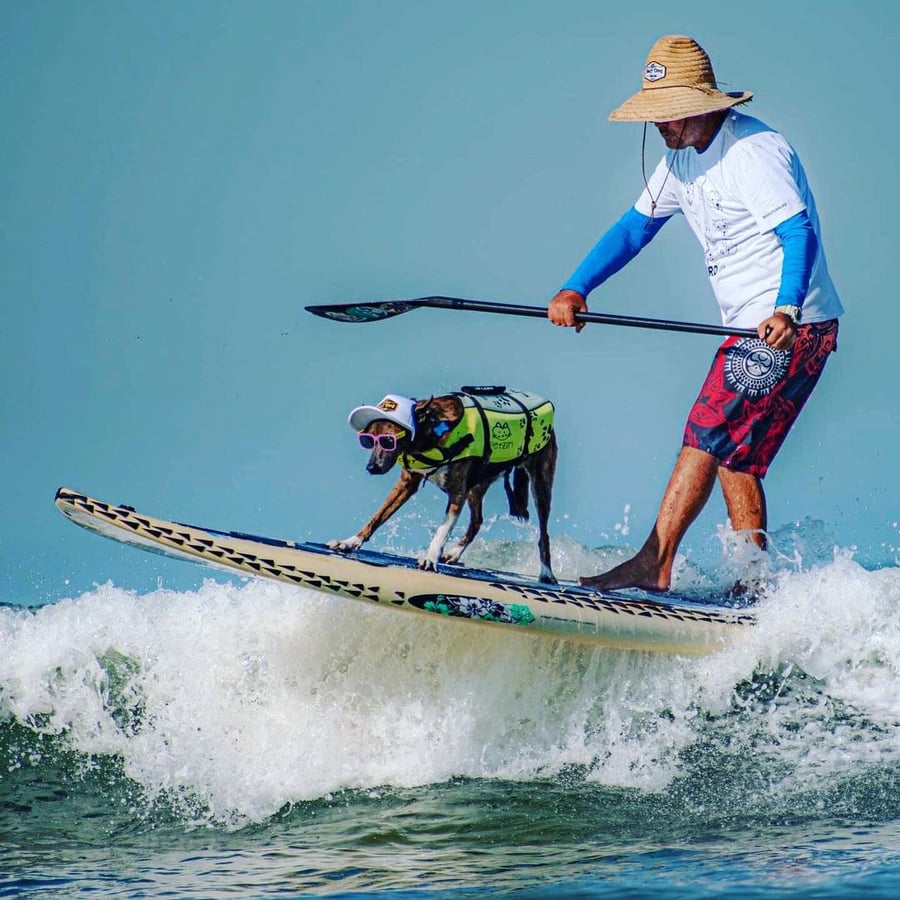 Aula de Surf Dog