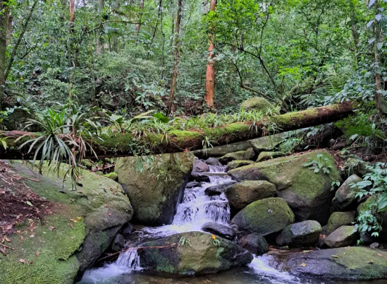 Trilha Cachoeira do Elefante em Bertioga