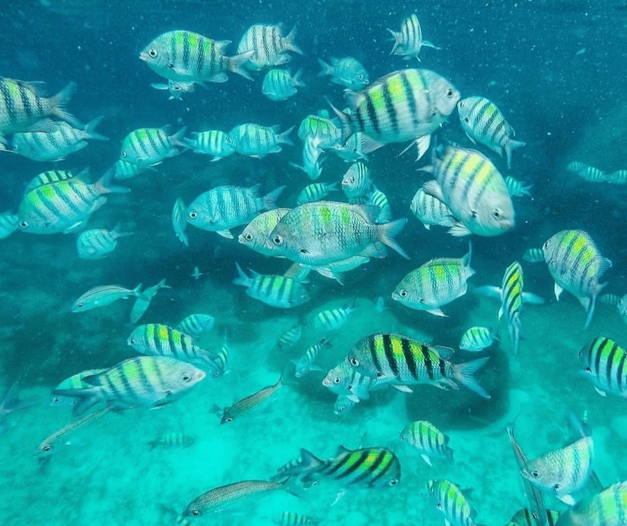 ILHA DOS COCOS