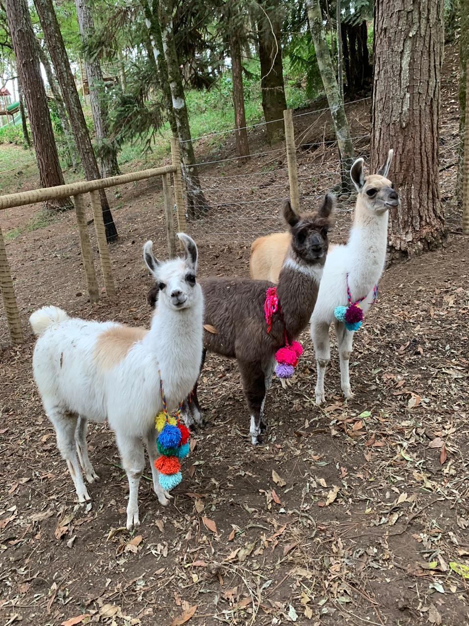 Entrada - Parque Oschin