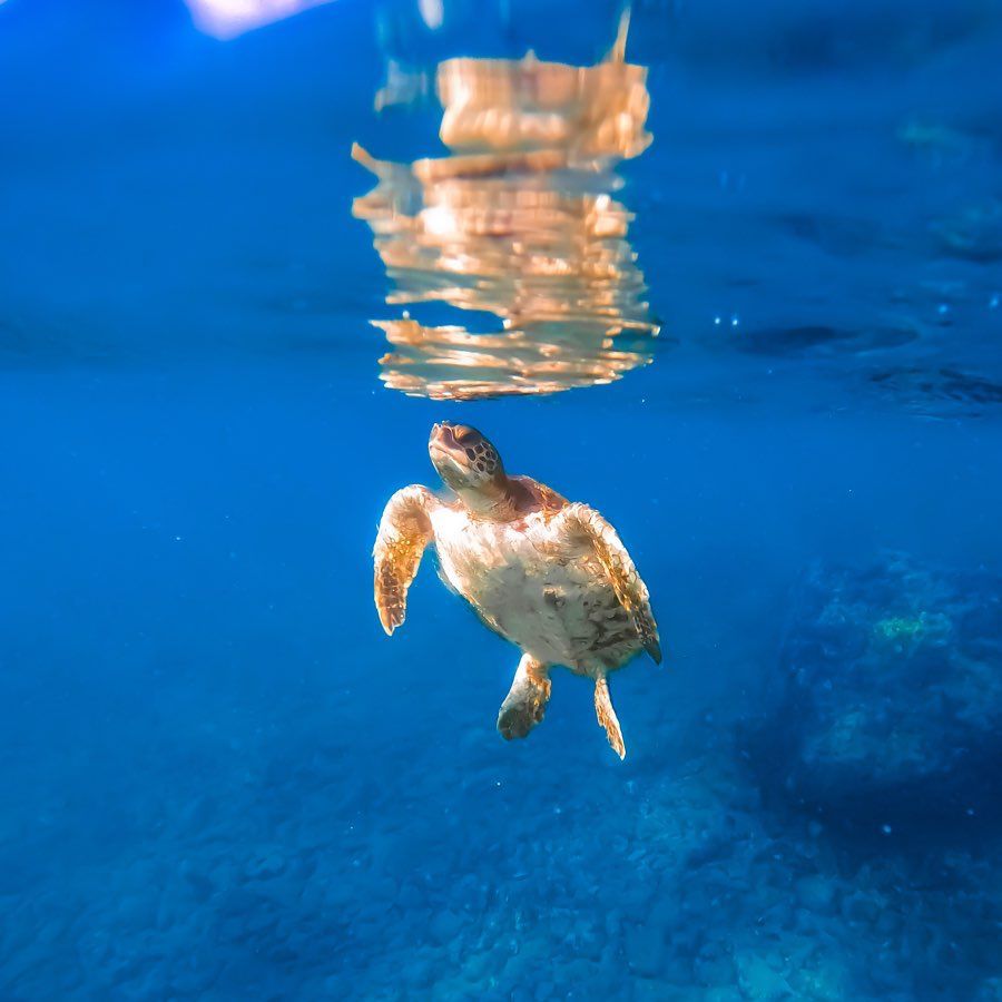 Mergulho de Snorkel na Praia em Arraial do Cabo