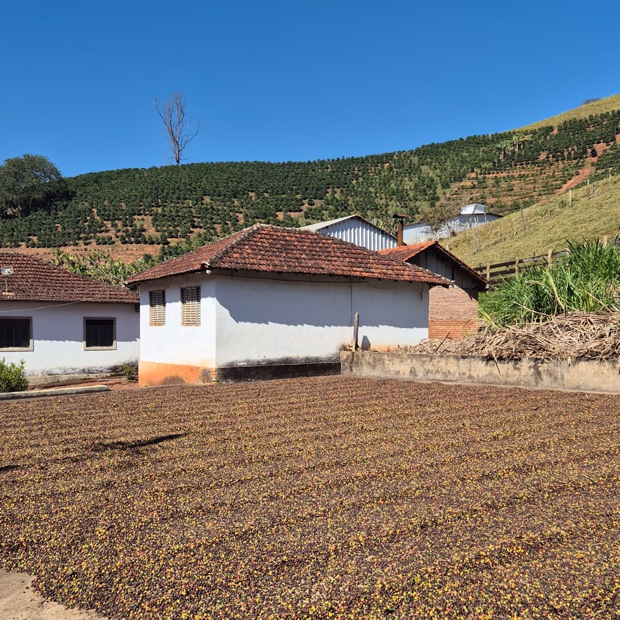 Terreiro com café secando ao sol, ao lado de casas de telhado de barro e cafezal ao fundo