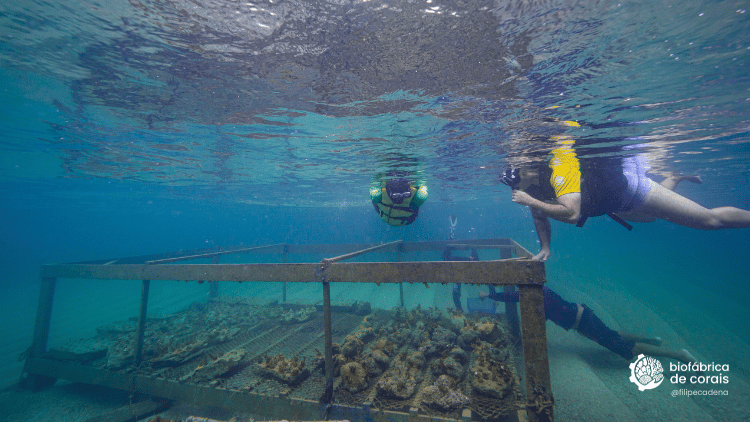 Bioturista em mergulho de flutuação na área do berçário de corais em Porto de Galinhas