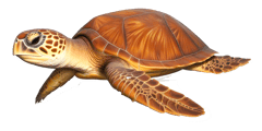 Logo - Jangada Candeias
