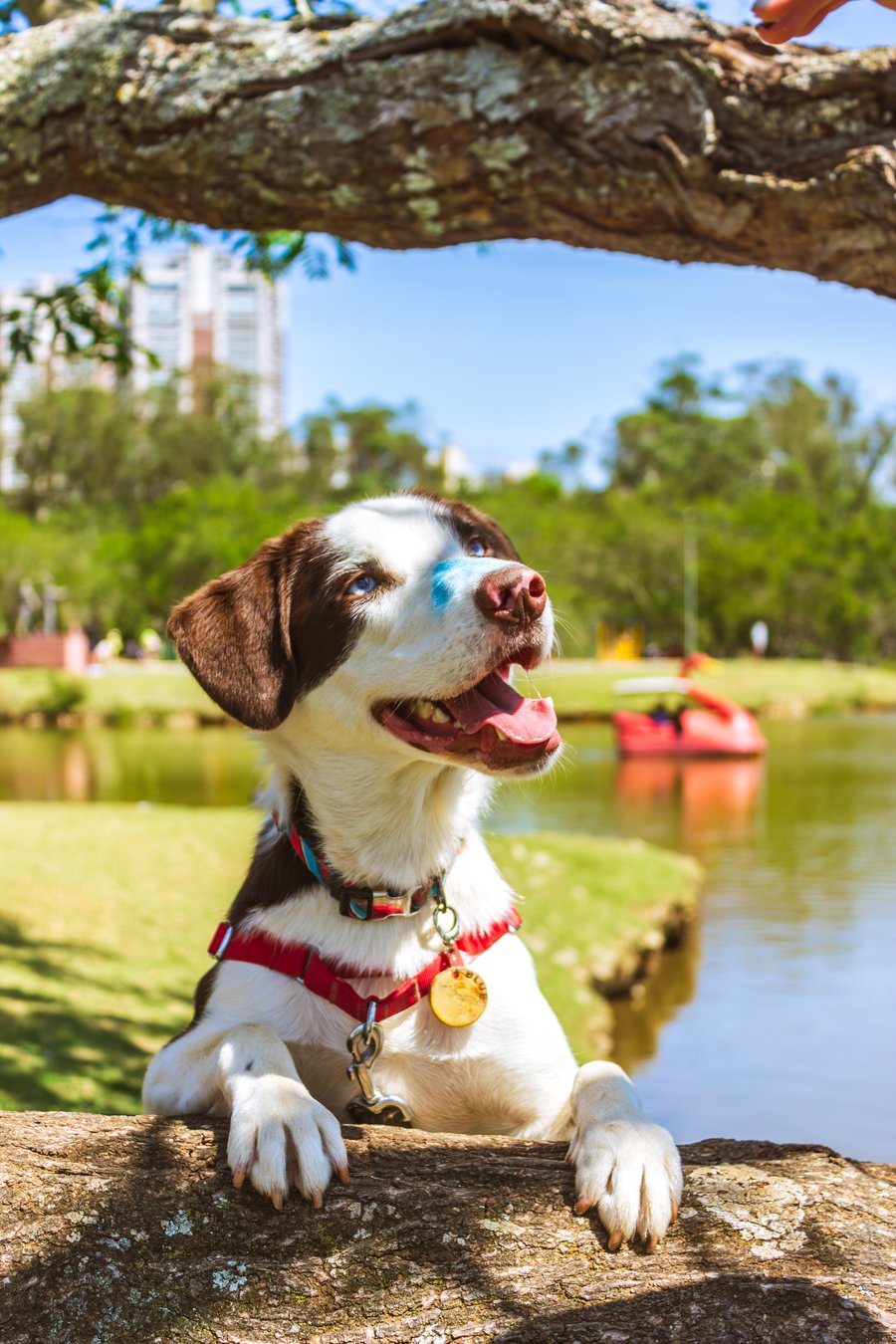 ensaio fotográfico com pet