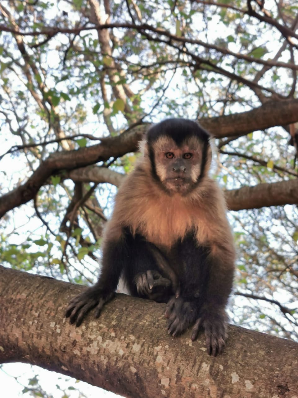 Mata Santa Genebra - macaco