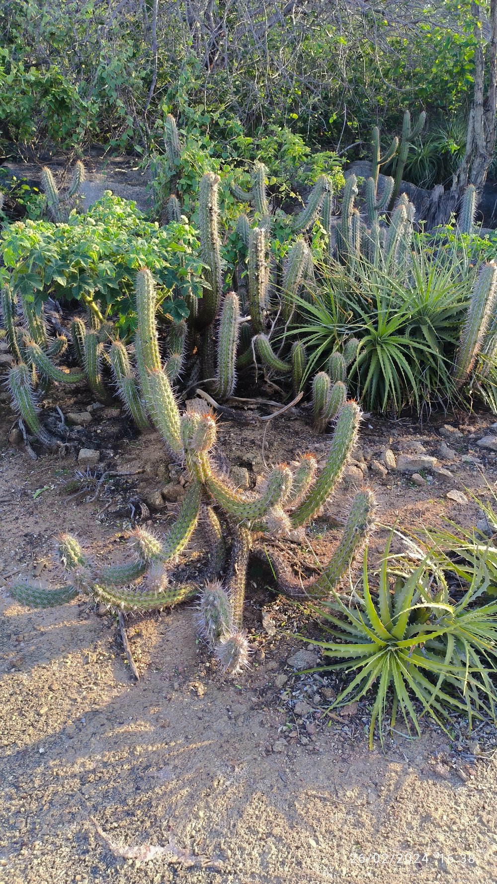 Bioma Caatinga Cabaceiras