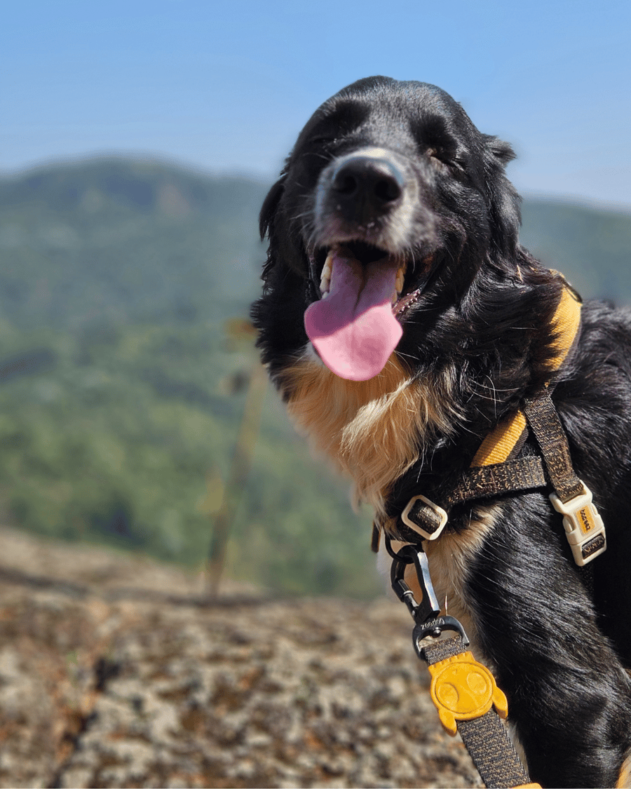 PedraGrande_petfriendly 14