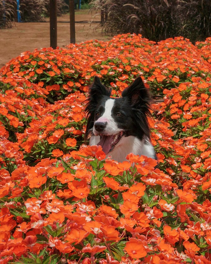 Passeio pelos campos de flores